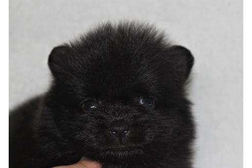 成約済の千葉県のポメラニアン-106361の1枚目