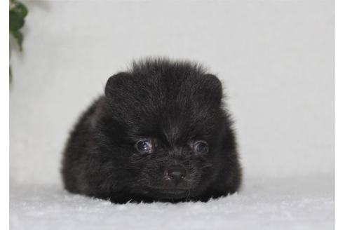 成約済の千葉県のポメラニアン-106362の4枚目