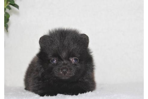 成約済の千葉県のポメラニアン-106362の3枚目