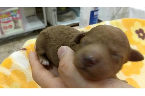 成約済の愛知県のトイプードル-106365の3枚目