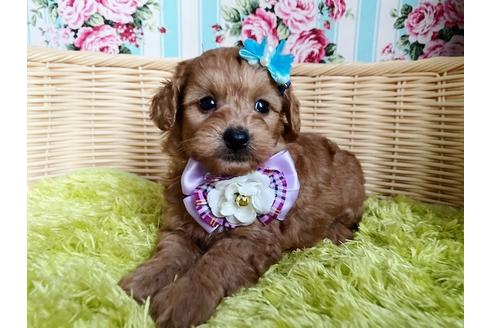 成約済の秋田県のミックス犬-104836の3枚目