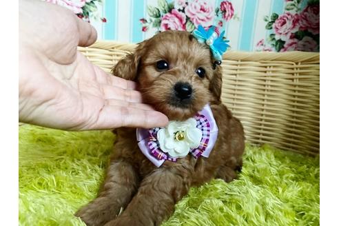 成約済の秋田県のミックス犬-104836の1枚目