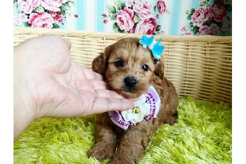 成約済の秋田県のミックス犬-104836の2枚目
