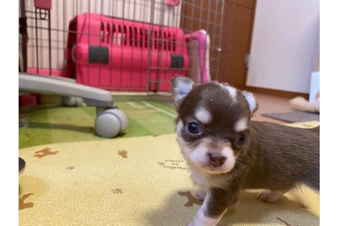 成約済の神奈川県のチワワ(ロングコート)-104974の4枚目