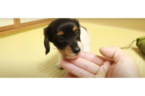 愛知県のロングコートミニチュアダックスフンド 男の子 07 28生まれ 希少カラーのパイボールド 子犬id ブリーダーナビ
