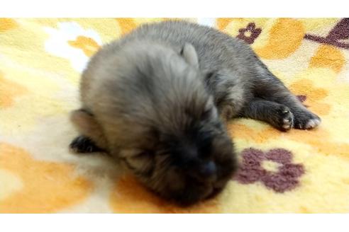成約済の愛知県のポメラニアン-105992の4枚目