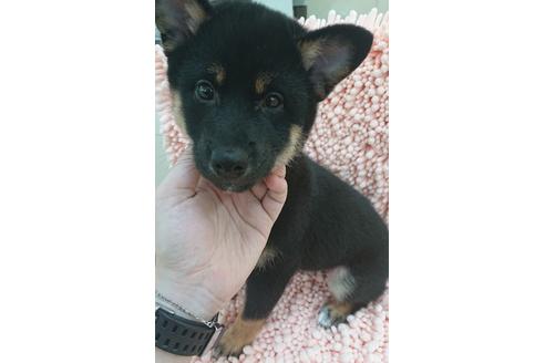 成約済の北海道の柴犬-106527の1枚目