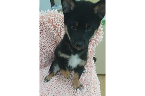 成約済の北海道の柴犬-106527の2枚目