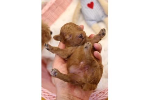 成約済の愛知県のトイプードル-106051の42枚目