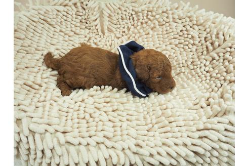 成約済の埼玉県のトイプードル-106534の5枚目