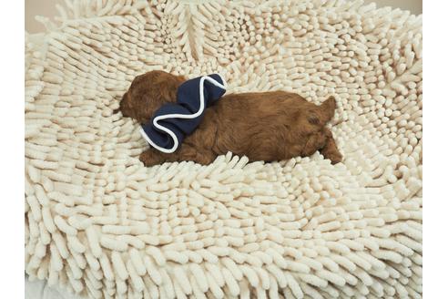 成約済の埼玉県のトイプードル-106534の4枚目