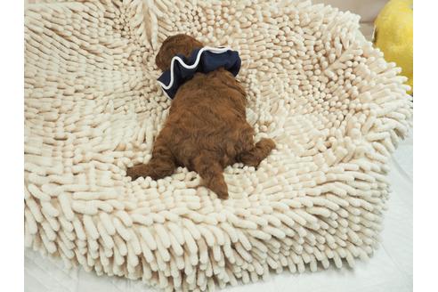 成約済の埼玉県のトイプードル-106534の3枚目