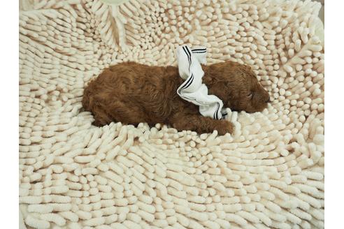 成約済の埼玉県のトイプードル-106535の5枚目