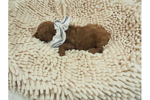成約済の埼玉県のトイプードル-106535の4枚目