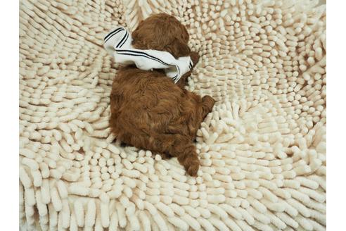 成約済の埼玉県のトイプードル-106535の3枚目