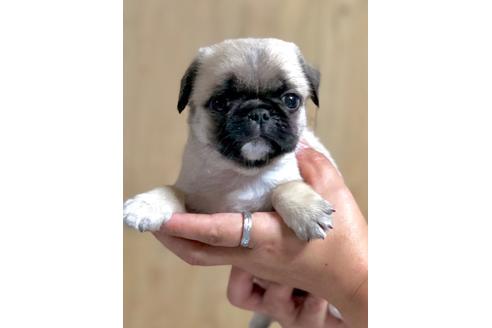 成約済の埼玉県のミックス犬-105041の4枚目