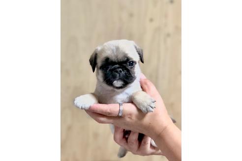 成約済の埼玉県のミックス犬-105041の3枚目