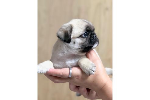 成約済の埼玉県のミックス犬-105041の2枚目