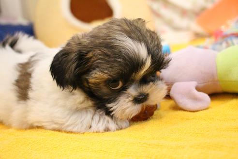 成約済の愛知県のシーズー-102382の3枚目