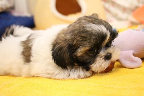 成約済の愛知県のシーズー-102382の1枚目