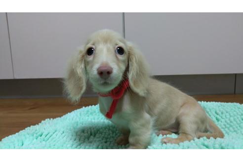 成約済の広島県のミニチュアダックスフンド(ロングヘアード)-101928の15枚目