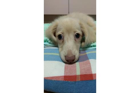成約済の広島県のミニチュアダックスフンド(ロングヘアード)-101928の14枚目