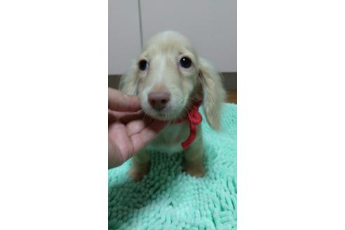 成約済の広島県のミニチュアダックスフンド(ロングヘアード)-101928の13枚目