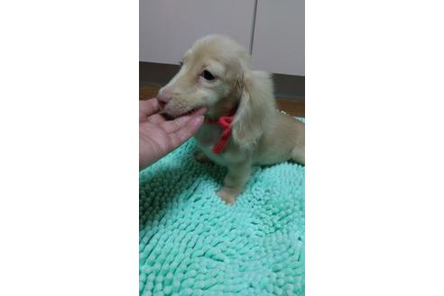 成約済の広島県のミニチュアダックスフンド(ロングヘアード)-101928の11枚目
