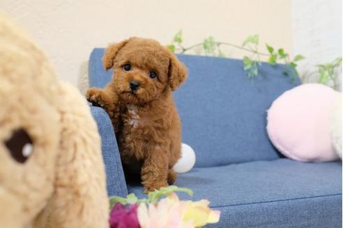 成約済の滋賀県のトイプードル-105340の1枚目