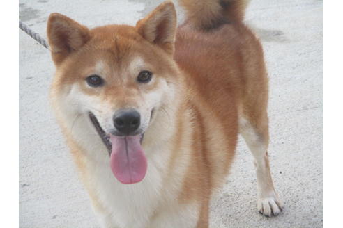 成約済の岡山県の柴犬-106634の1枚目