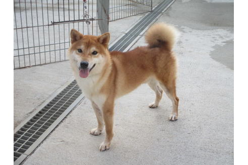 成約済の岡山県の柴犬-106634の4枚目