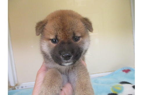 成約済の岡山県の柴犬-106637の1枚目