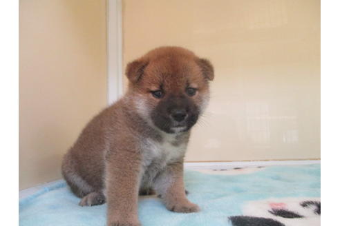 成約済の岡山県の柴犬-106637の3枚目