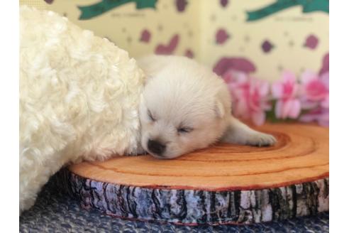 成約済の栃木県のミックス犬-106638の3枚目