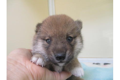 成約済の岡山県の豆柴-105157の5枚目