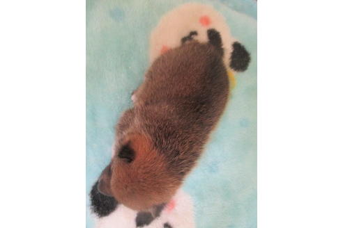 成約済の岡山県の豆柴-105157の4枚目