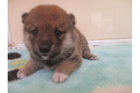 成約済の岡山県の豆柴-105157の1枚目