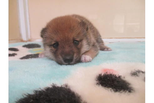 成約済の岡山県の豆柴-105157の2枚目