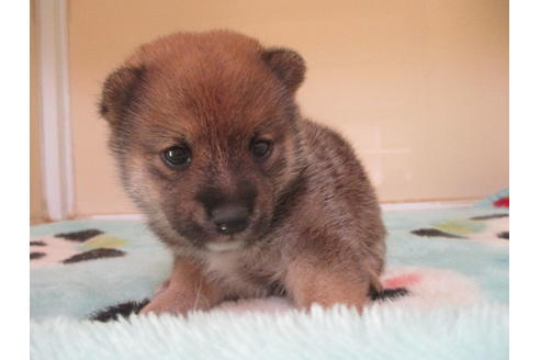 成約済の岡山県の豆柴-105155