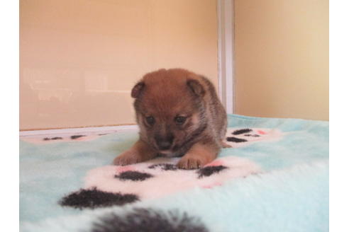 成約済の岡山県の豆柴-105155の4枚目