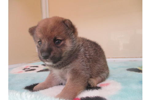 成約済の岡山県の豆柴-105155の2枚目