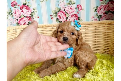 成約済の秋田県のミックス犬-104835の7枚目