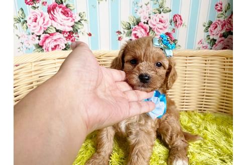 成約済の秋田県のミックス犬-104835の6枚目