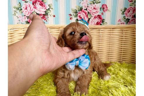 成約済の秋田県のミックス犬-104835の5枚目