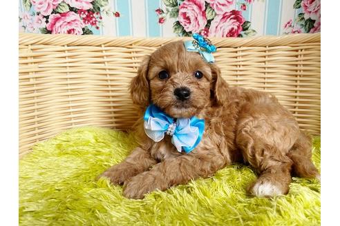 成約済の秋田県のミックス犬-104835の4枚目