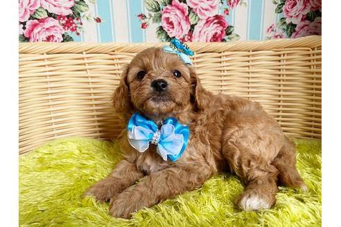 成約済の秋田県のミックス犬-104835の3枚目
