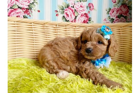 成約済の秋田県のミックス犬-104835の2枚目