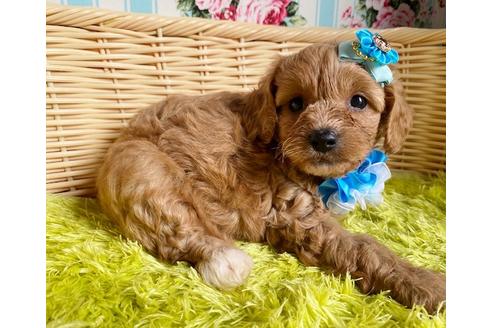 成約済の秋田県のミックス犬-104835の1枚目