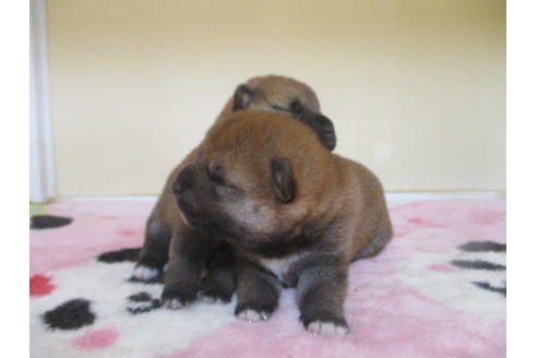 成約済の岡山県の柴犬-106646の1枚目