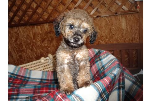 宮城県のトイプードル 男の子 07 03生まれ 珍しい毛色の元気な男の子 子犬id ブリーダーナビ